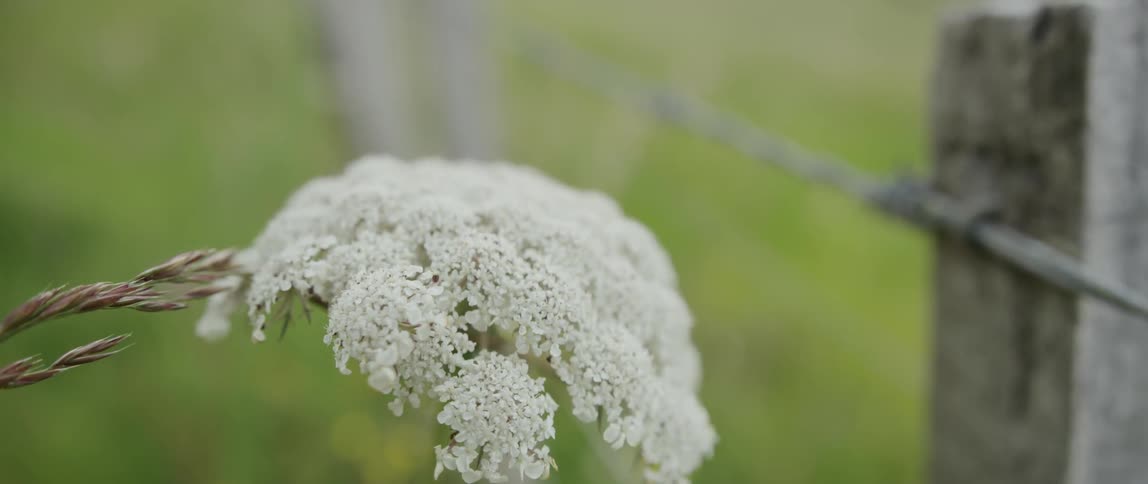White flower blossoms grow on a plant