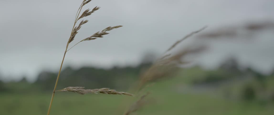 Grass blowing in the wind