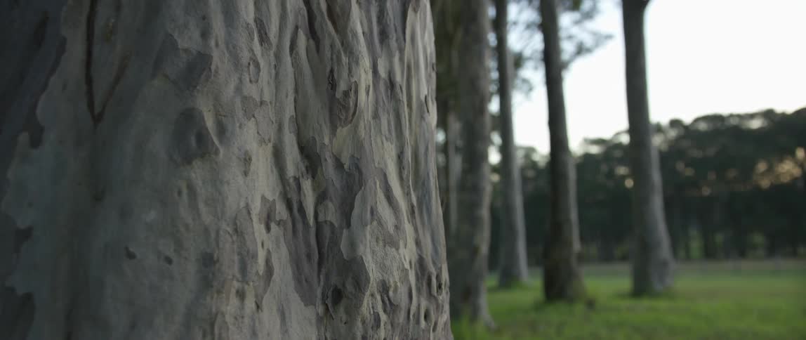 Large trees grow in a park