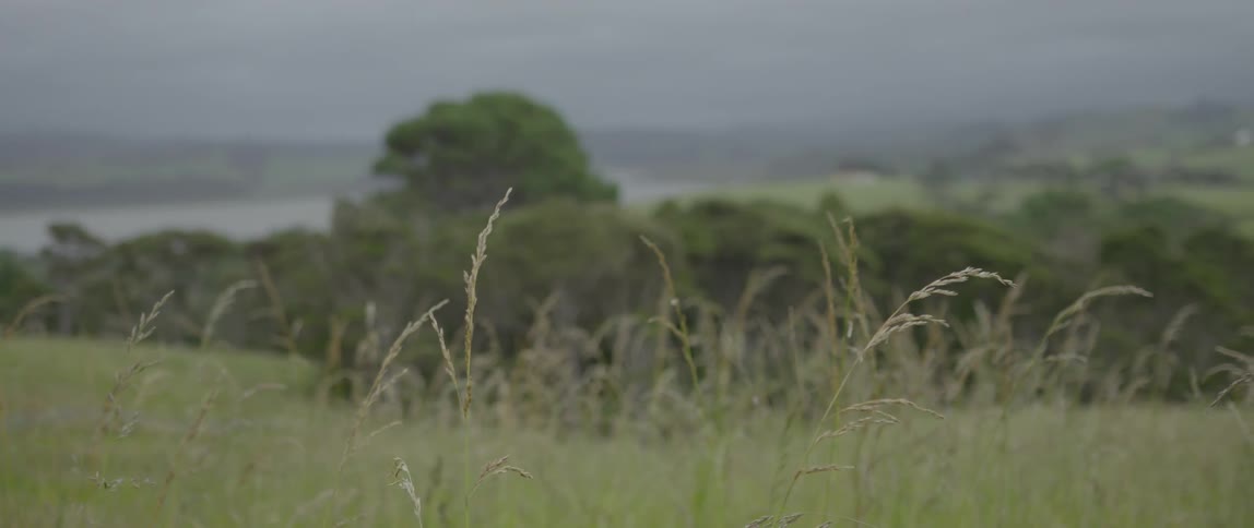 Grasslands blowing in the wind