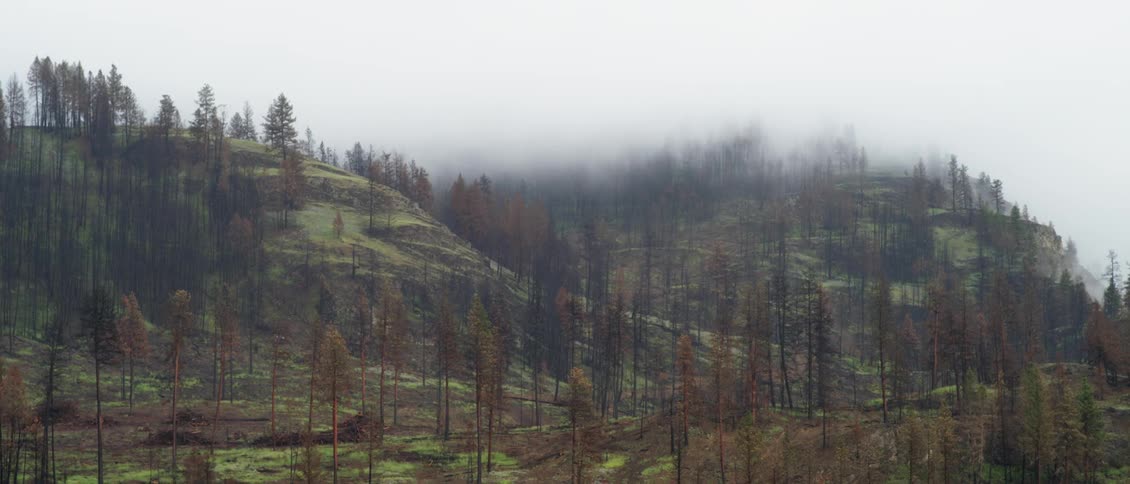 Fog moves over trees and hills
