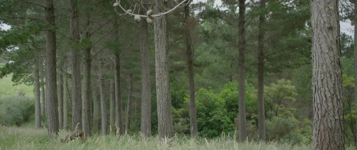 A green forest