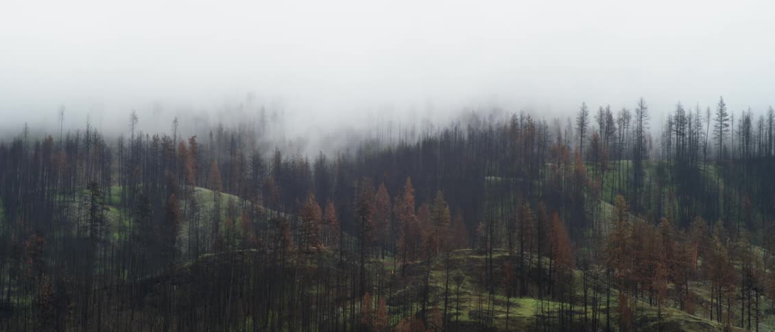 Clouds and fog are drifting over hills covered with pine trees