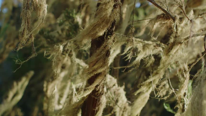 The wind blows the branches in the trees
