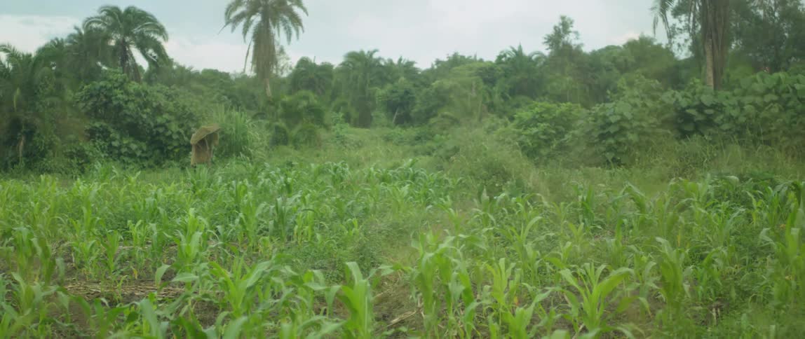 Green vegetation covers a rural field