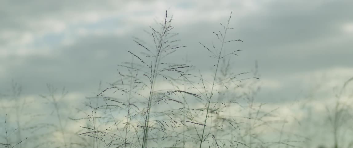 The wind blows tall grass in a field