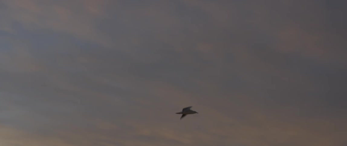 A bird flies in the sky at dusk