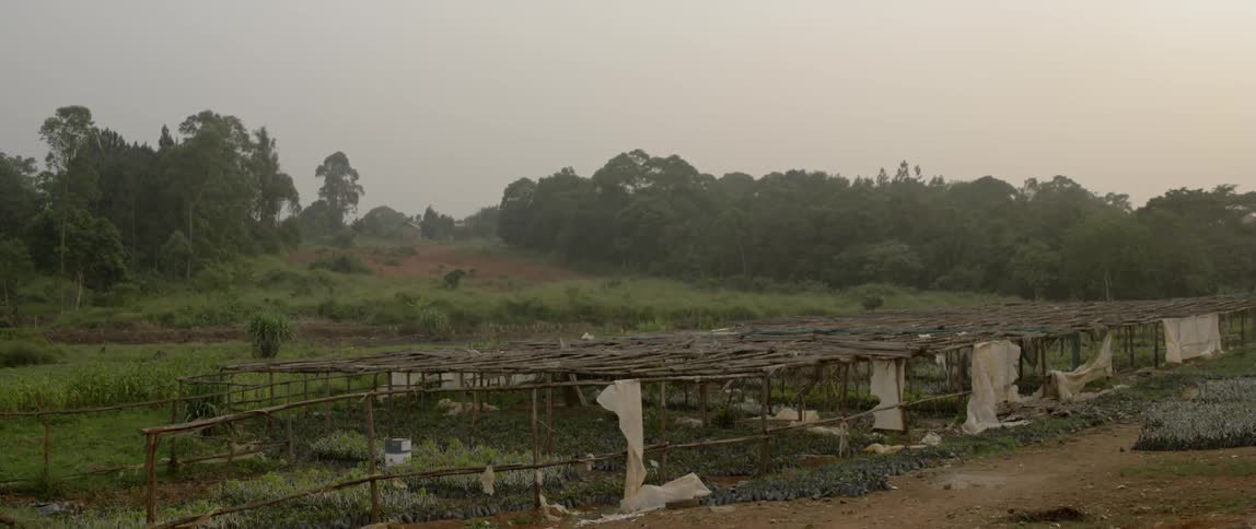 A garden is protected with some tarp and a roof made of branches