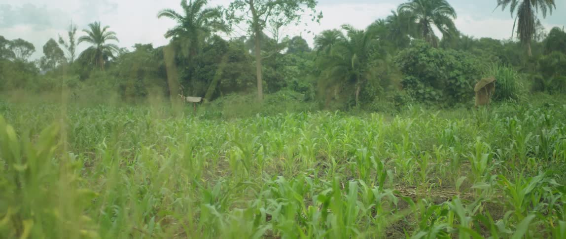 Green vegetation covers a field