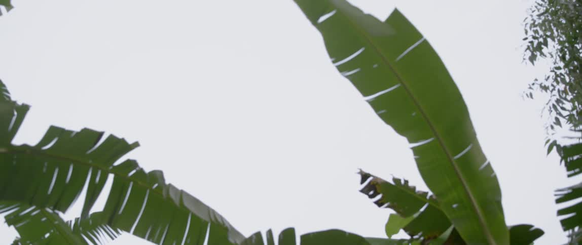 Large palm fronds sway in the breeze