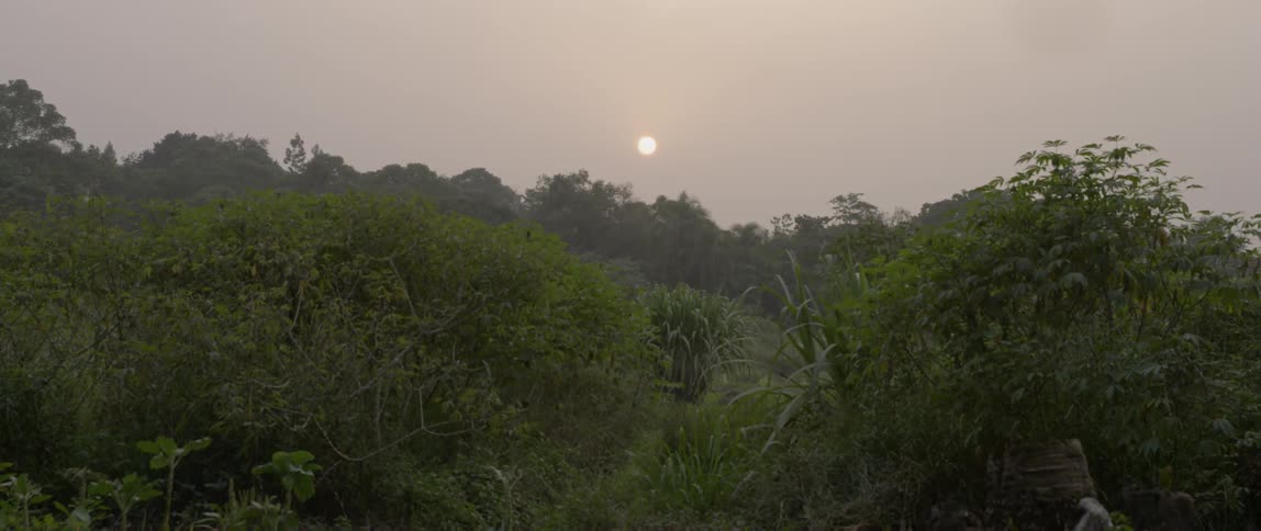 The sun shines on a forest