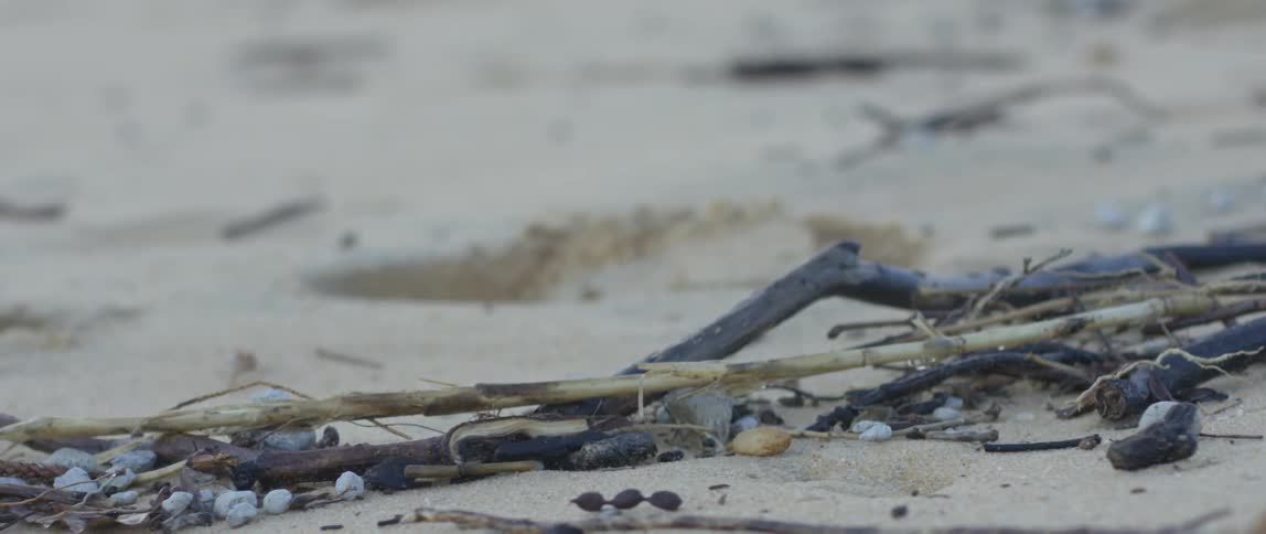 Debris on the sand