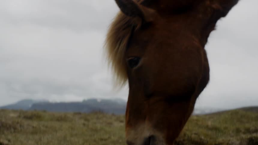 A horse with long hair is grazing