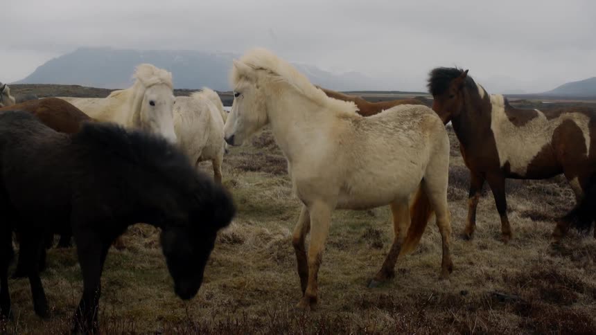 Horses graze in a grass field