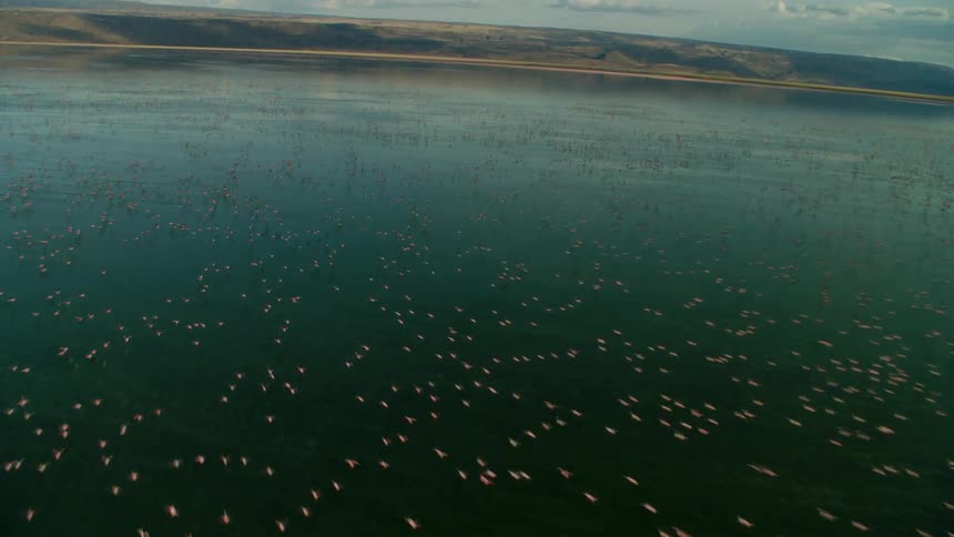 A large amount of birds floating around in a large body of water