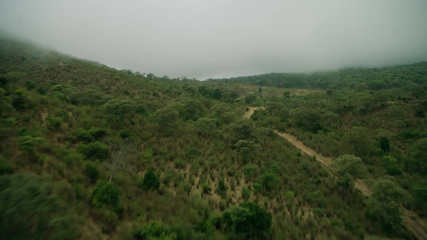 Thick clouds covering lush forest
