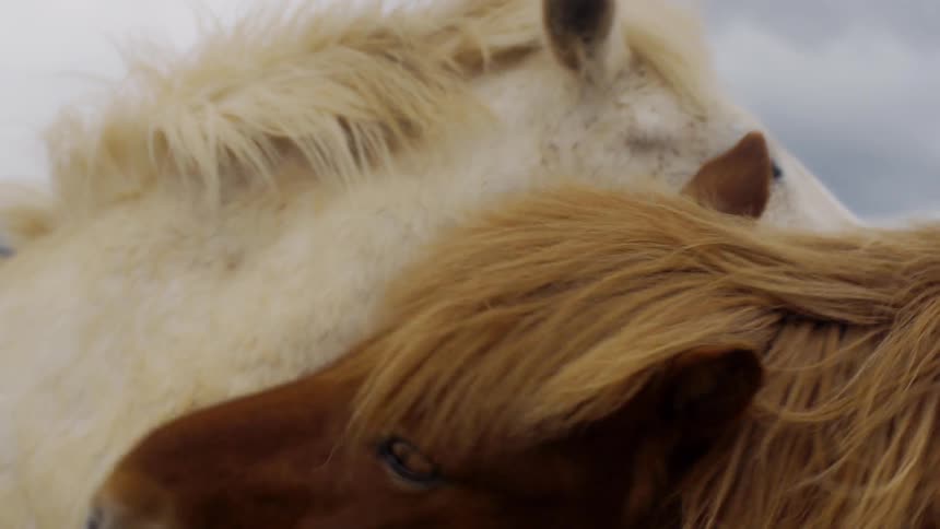 The horses rub against each other head to head