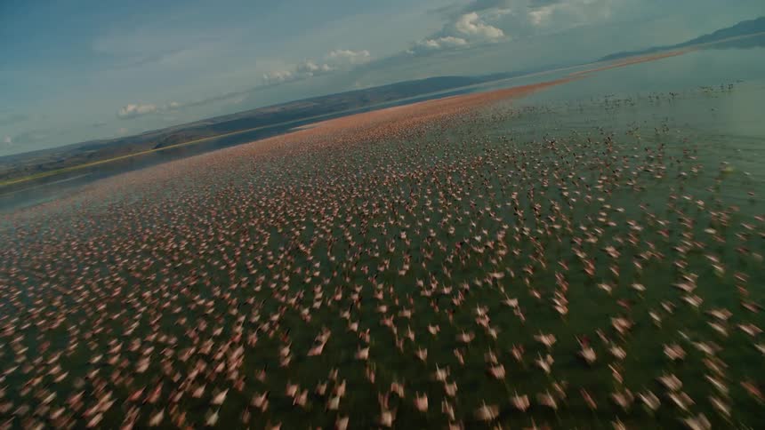 A flock of birds take off from the water