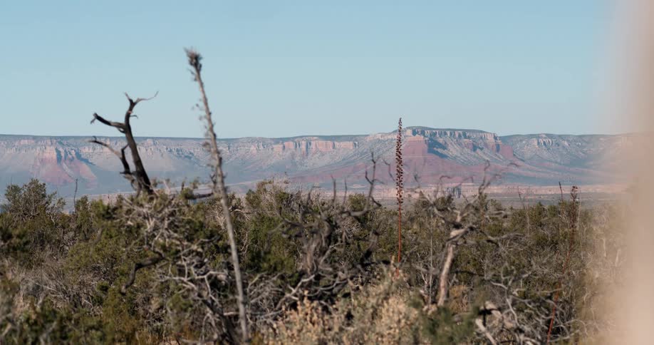 Tree and shrub branches poke out from the canyon landscape
