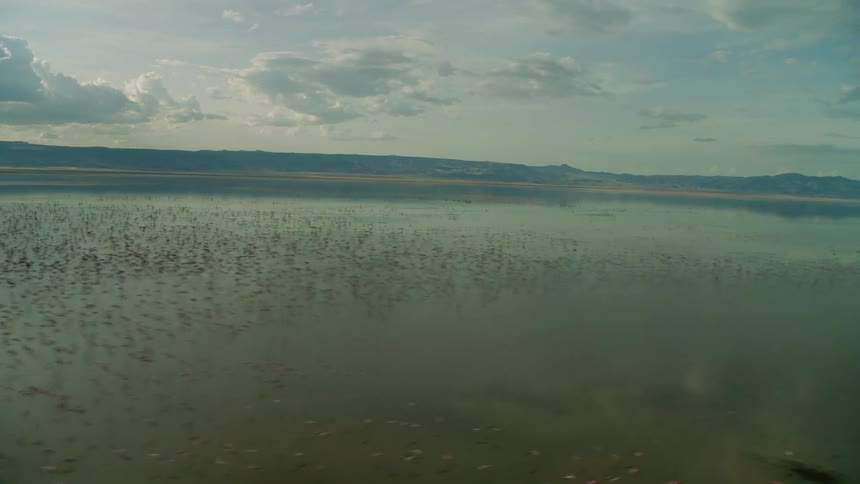 Large flock of birds flying just above the sea's surface on a cloudy day