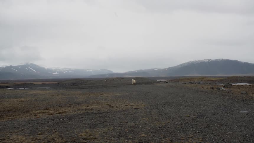 A horse is running across an open landscape