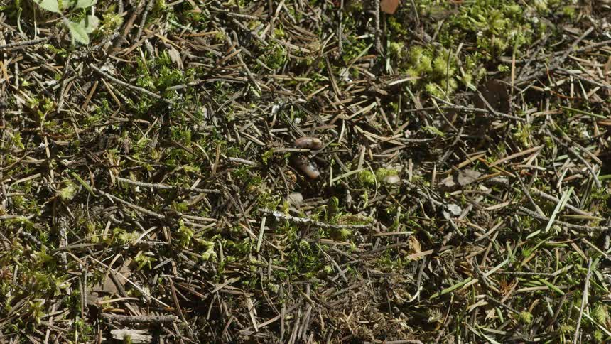 Earth worm wiggling in grass and twigs on the ground