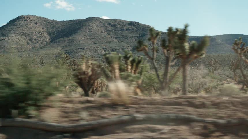 Cacti and shrubs cover the desert landscape