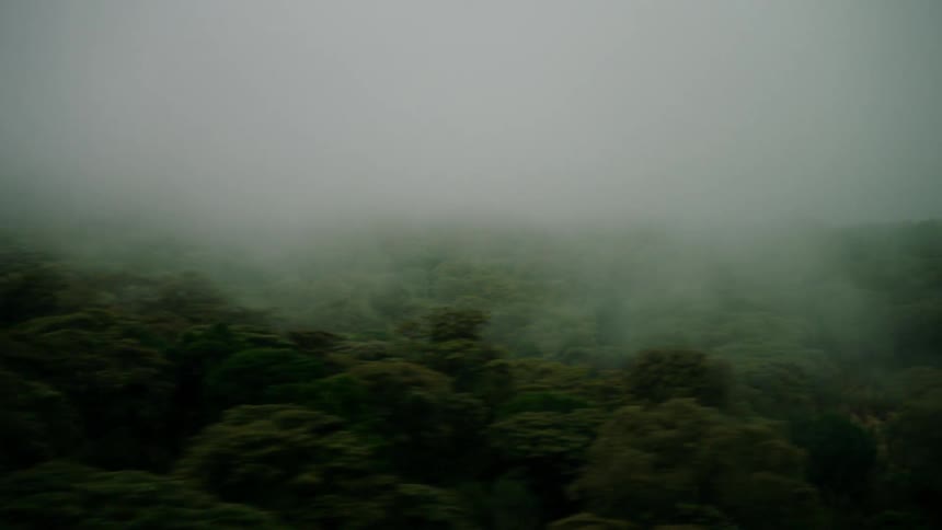 Fog hovers over green forest trees