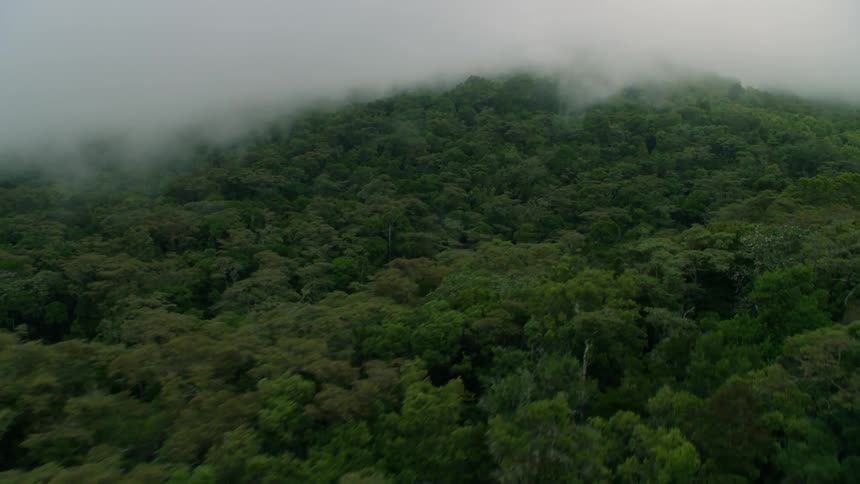 Fog hangs over the treetops in a forest