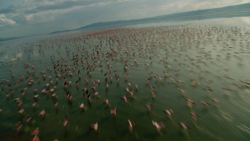Thousands of birds take flight off of lake water on cloudy day