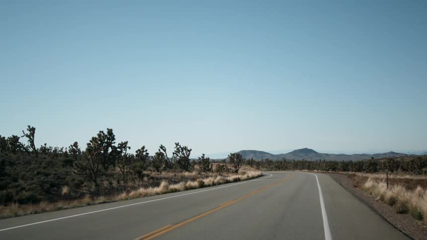 Trees and cactus line an empty desert road