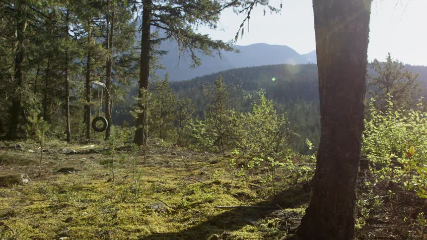 The tire swing sits still in the forest