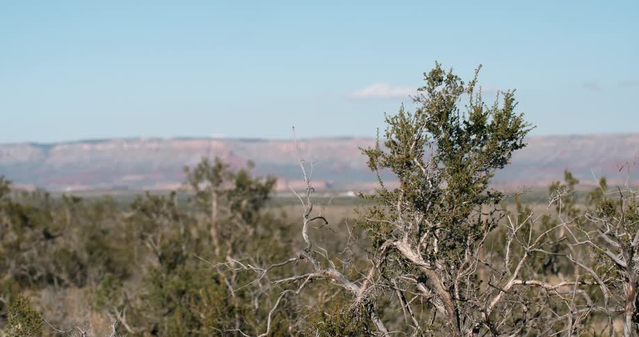 Trees and tangled bushes in the desert