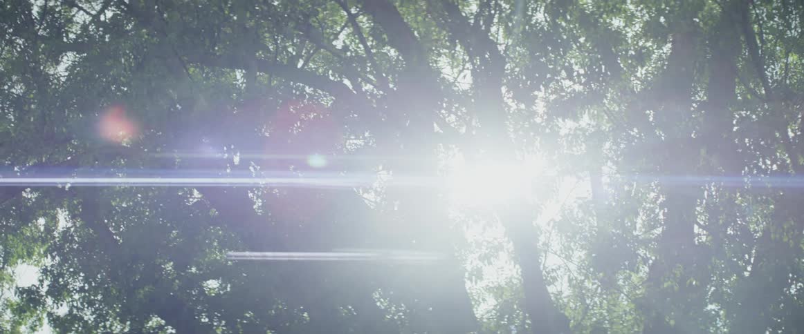 The sun shines through the branches of the trees