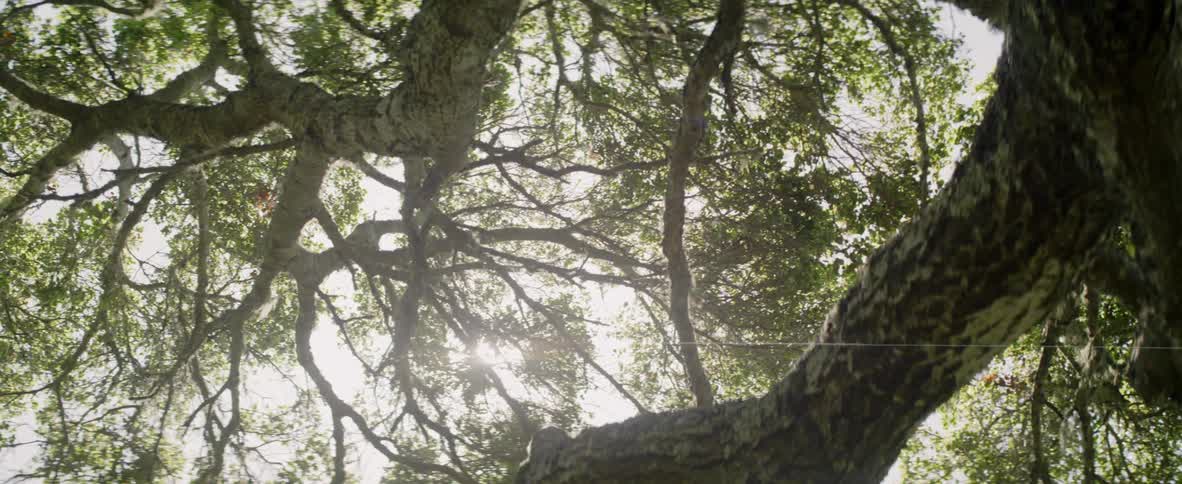 Looking up through an old tree at the sun