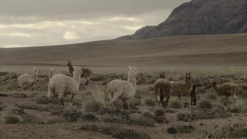 A herd of alpaca are grazing and walking on a plateau in daylight