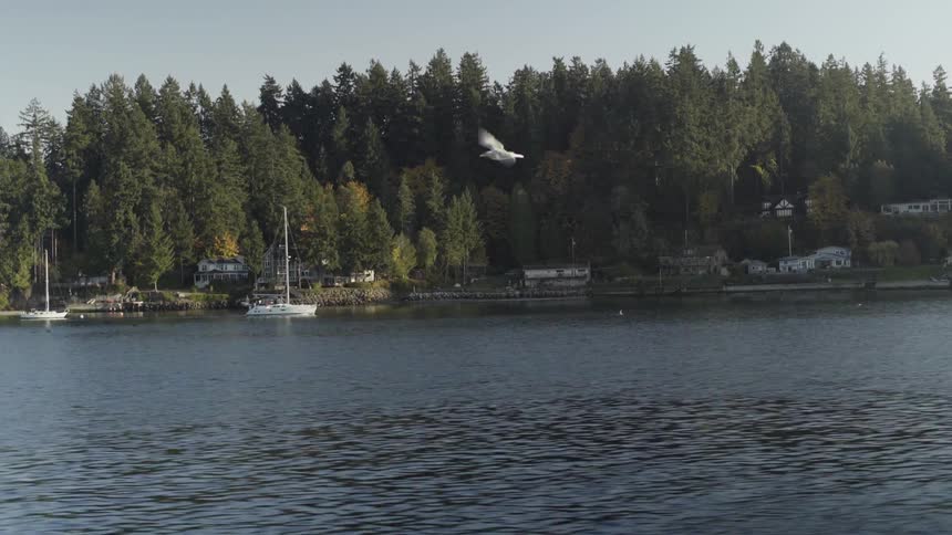 A bird flies over a lake