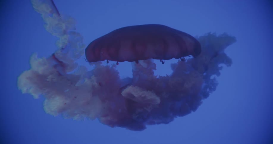 A jellyfish swims in the ocean