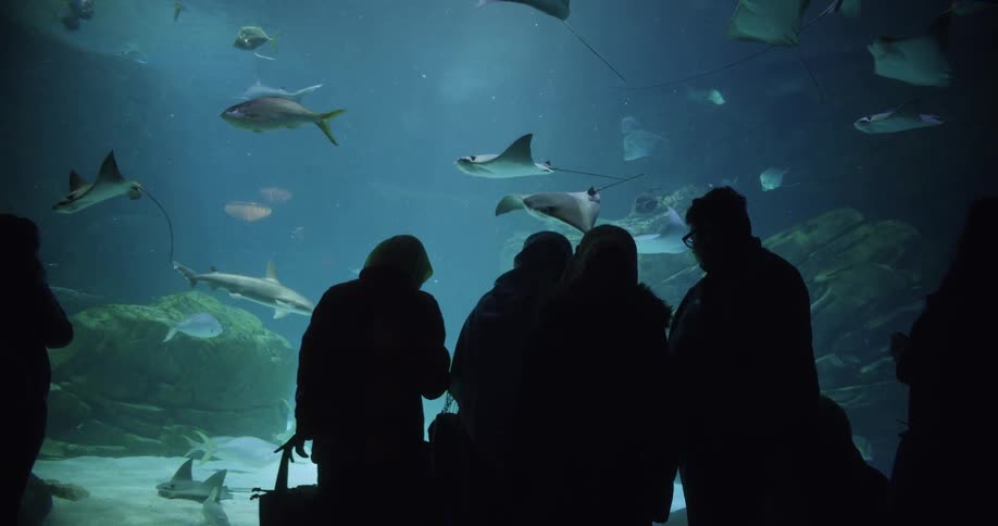 Group of people stand and watch stingrays and fish swim in large aquarium