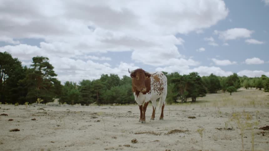 A cow with horns stands on a sandy field