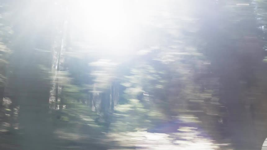 A car drives by forest trees