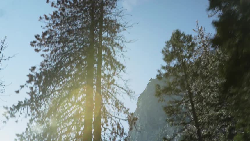 The sun shines through tall trees with a mountain ridge behind them