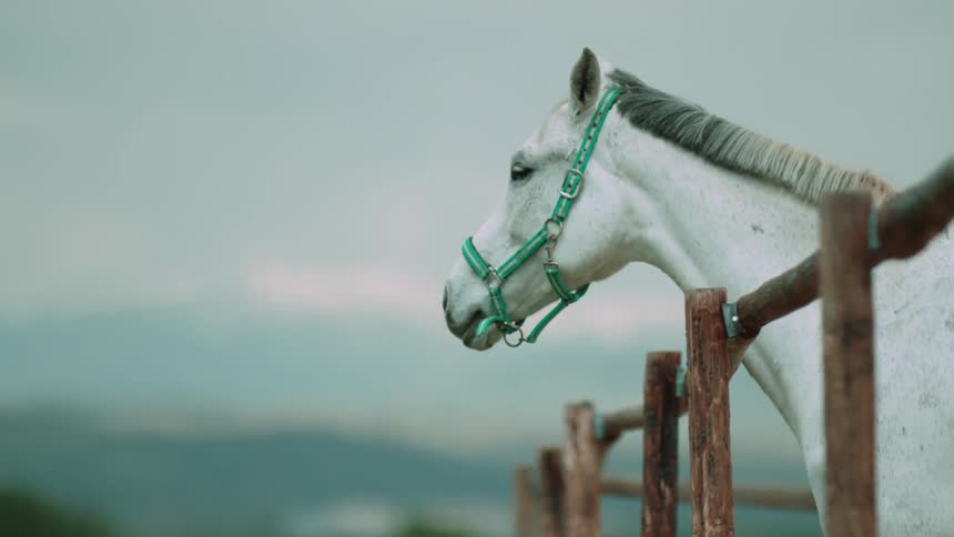 A white horse stands behind a rusted fence