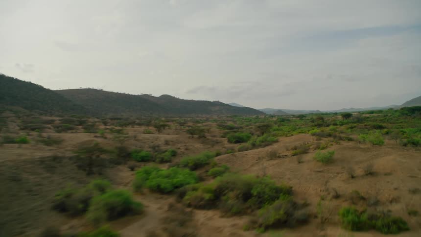 Green brush on a desert landscape