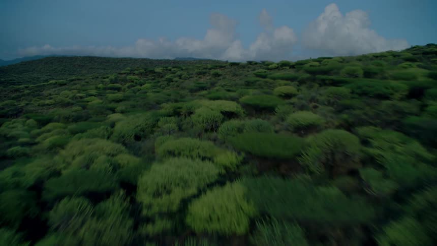Tree covered hilly land