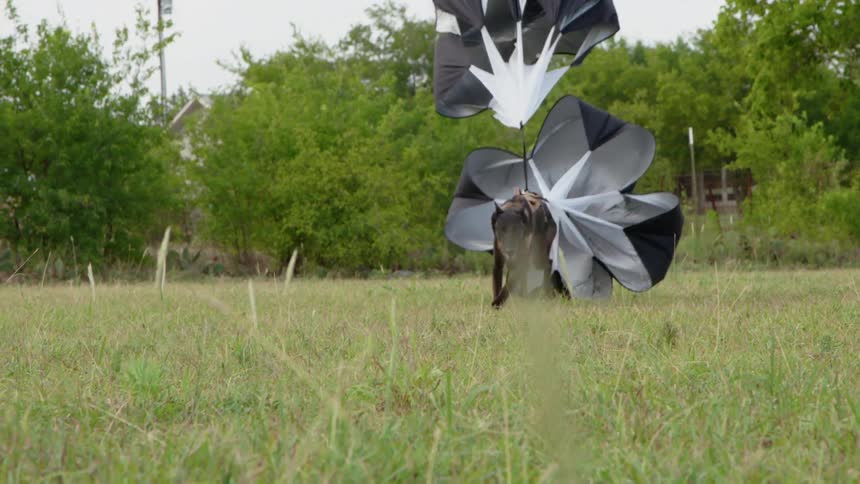 Dog runs across field, pulling open parachutes