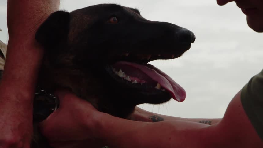 A shepherd dog pants while being gripped at his collar