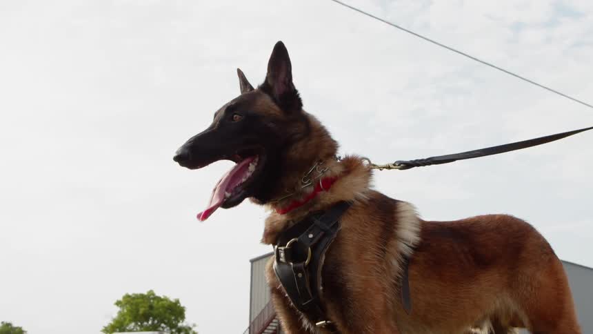 A dog pants while attached to a leash