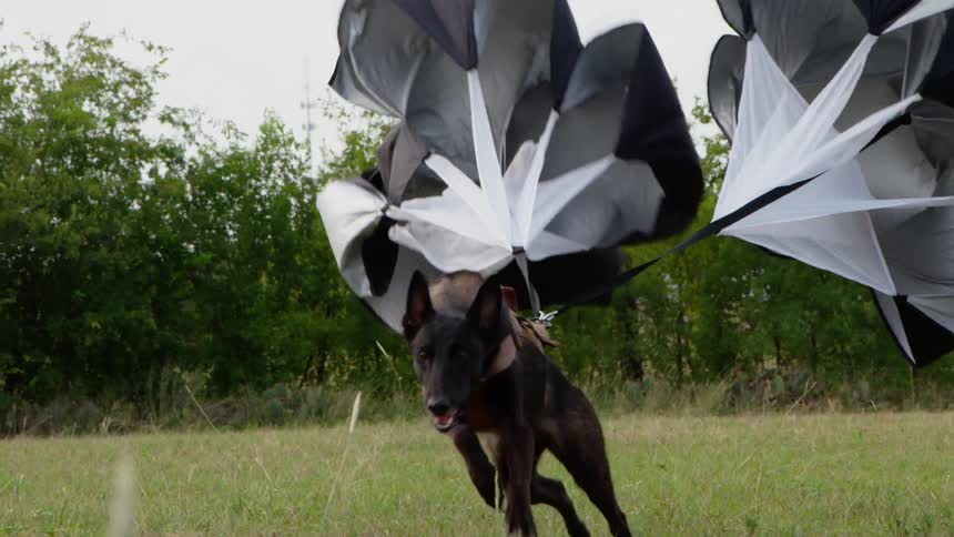 Guard dog training by running in a field as two parachutes slow down his progress