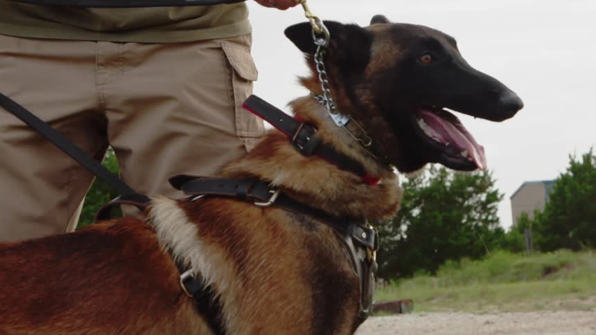 A handler tightens the chain collar on a dog